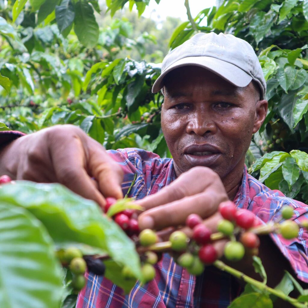 Charles Mutwiri picking his coffee