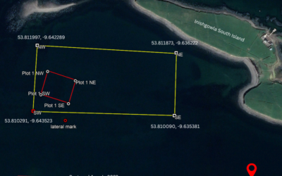 Clew Bay Restoration Update: We Restored 13 Hectares